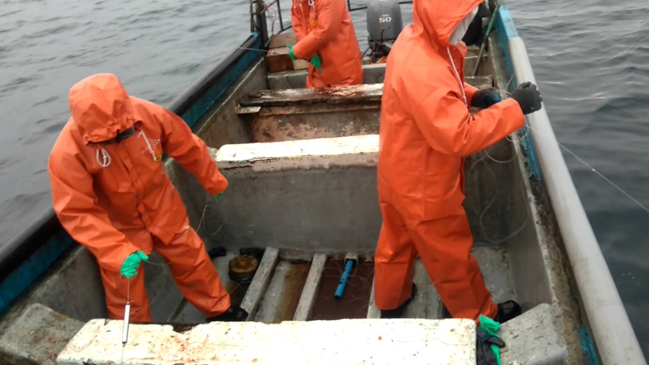 Pesca de sierra en Lebu, bote El Maty.