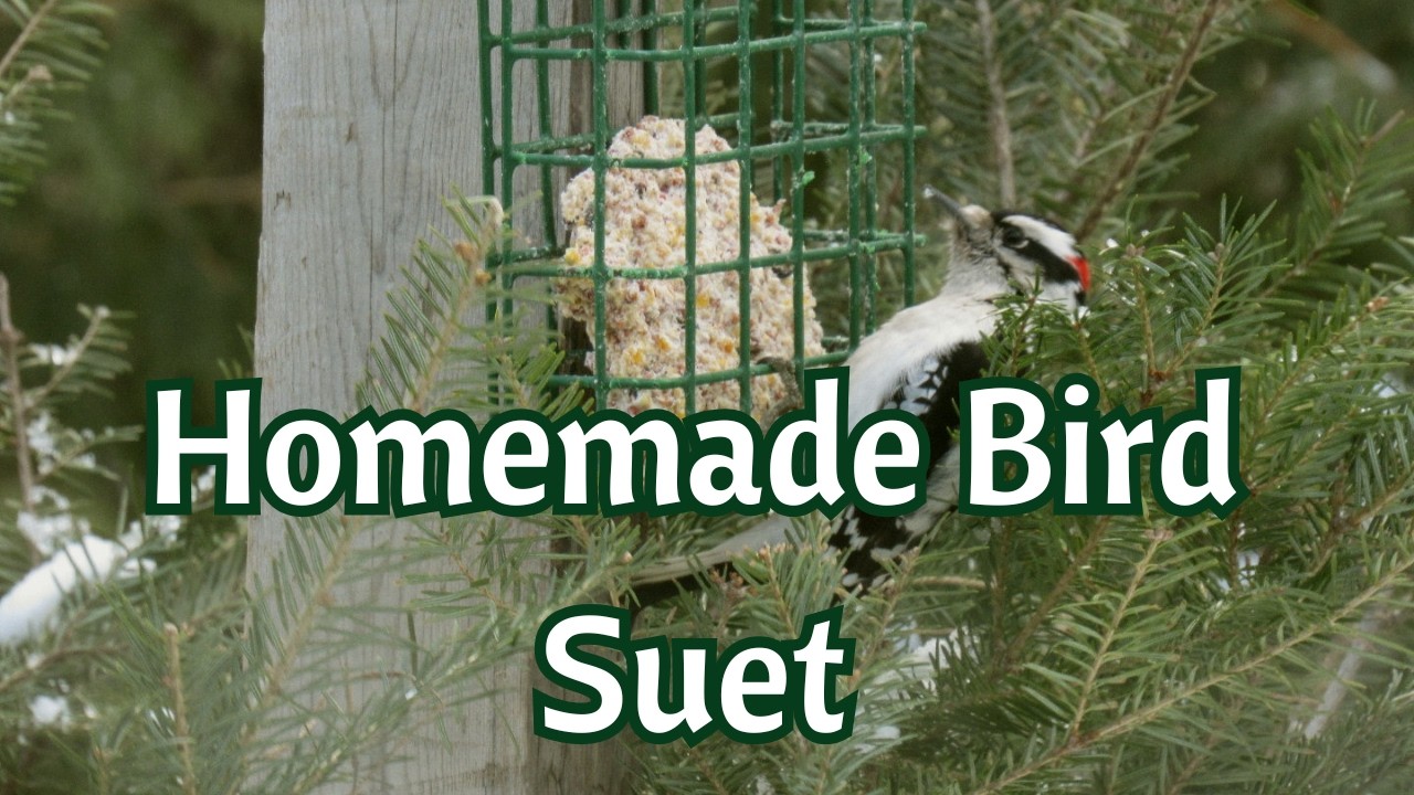 How I Make Winter Suet for Backyard Birds