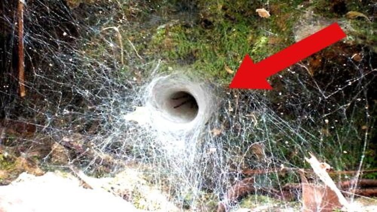CREEPIEST Facts about Spiders
