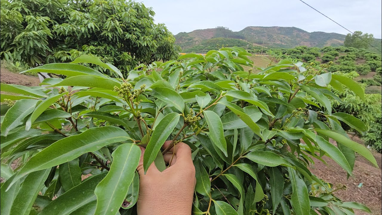 Cây Vải Thanh Hà - Lục Ngạn Đầu Tiên Ra Hoa Như Súp Lơ l Núi Đồi Lục Ngạn