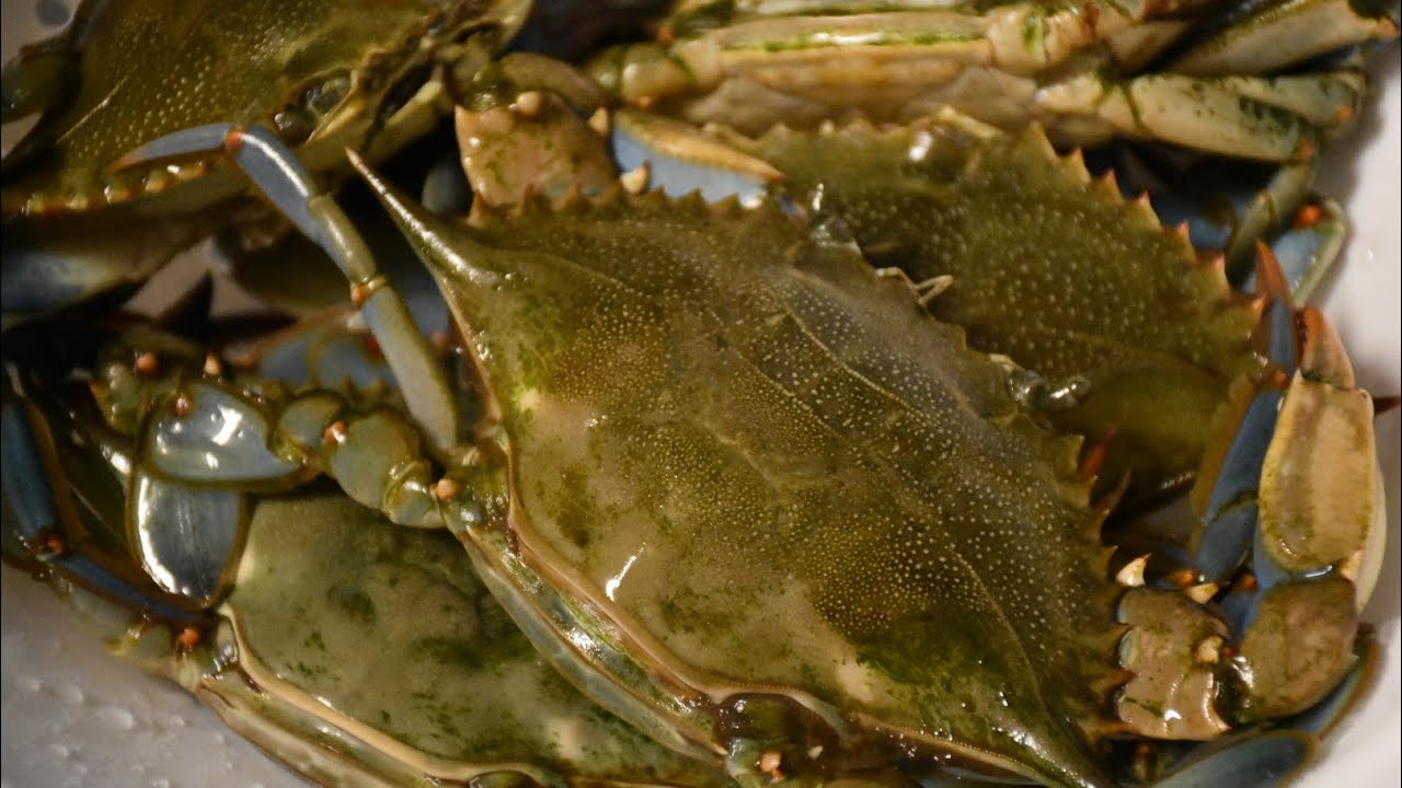 Let's Go Crabbing - My Rookie's Guide to Crabbing