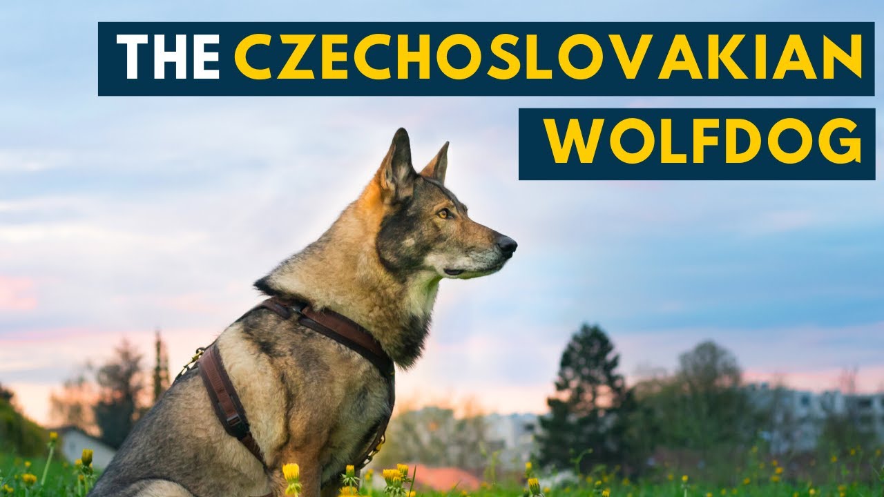Czechoslovakian Wolfdog: Everything About the Closest Breed of Dog to A Wolf You Can Own!