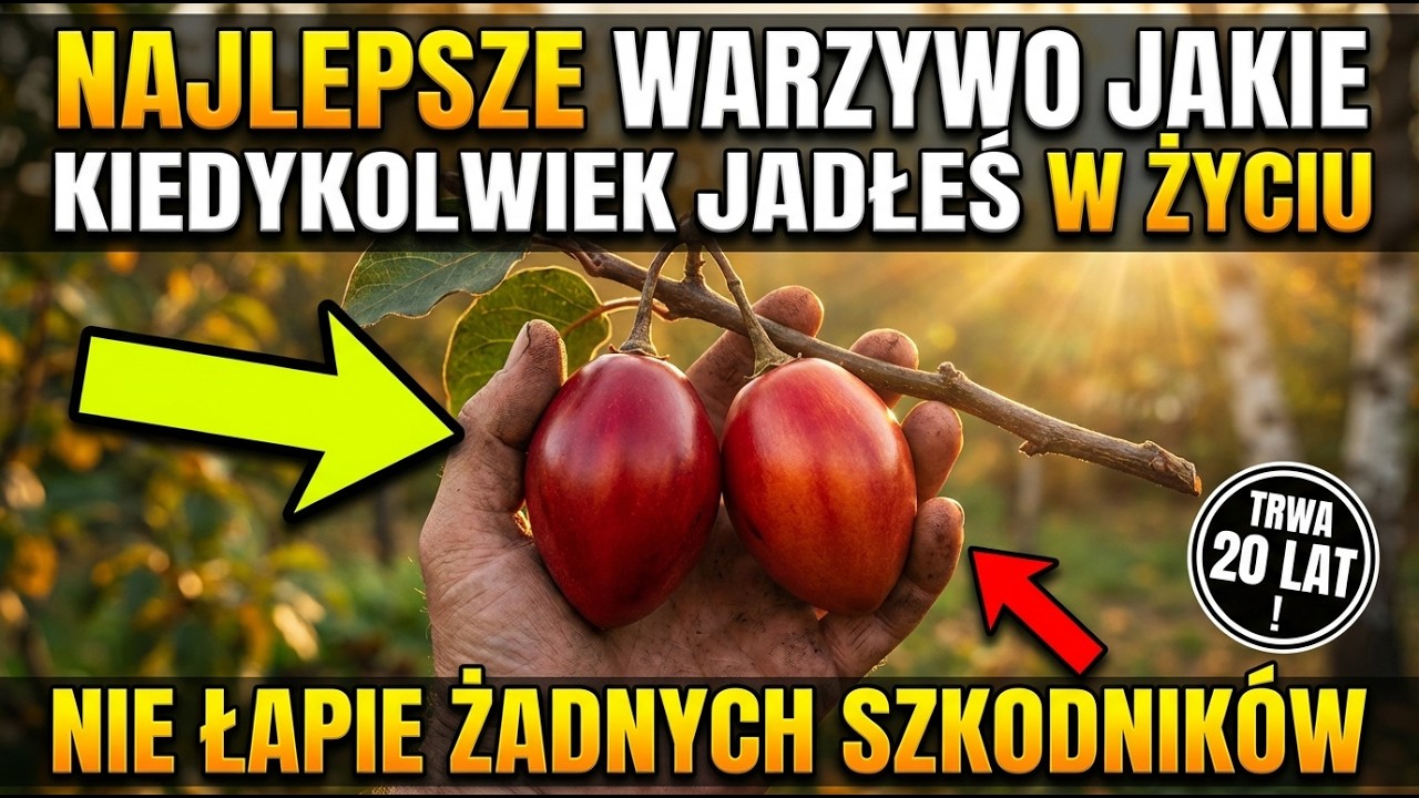 Lepsze niż pomidor: plonuje przez 20 lat i nie łapie szkodników!