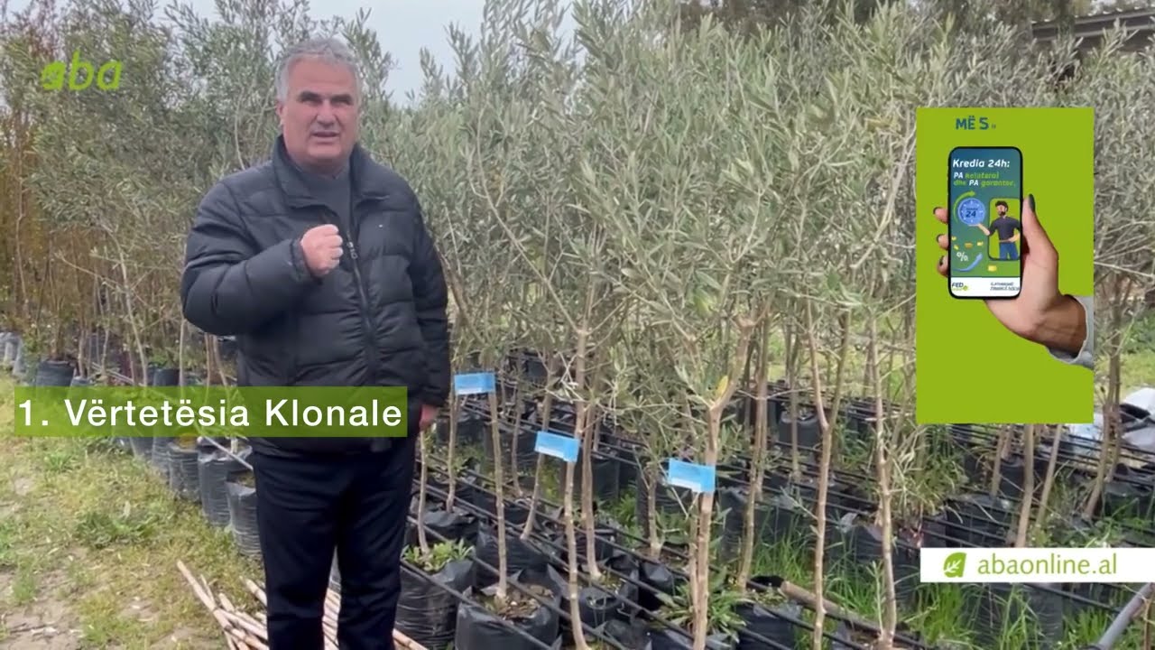 Standardet e &ccedil;ertifikimit t&euml; fidan&euml;ve t&euml; ullirit