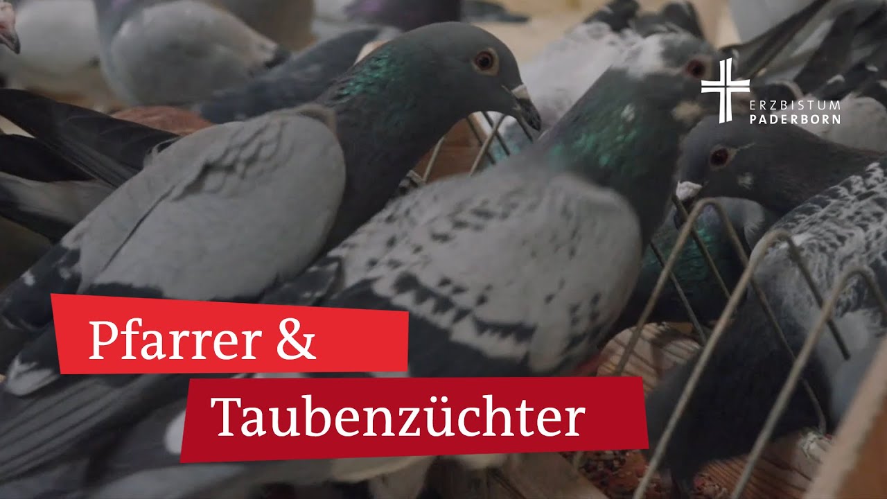 Tauben als Symbol für den Heiligen Geist: Pfingsten mit Taubenzüchter und Pfarrer Benno Heimbrodt