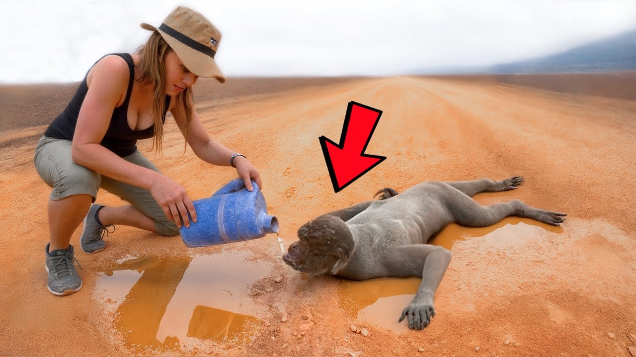 Animals That Asked People for Help & Kindness