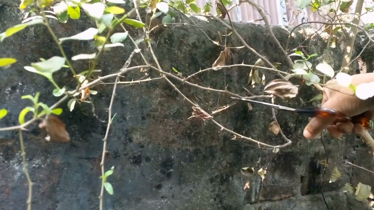 বরই গাছের পরিচর্যা কাটিং এ মাধ্যমে @mdnadimhaque1 #vlogs #vlogging 