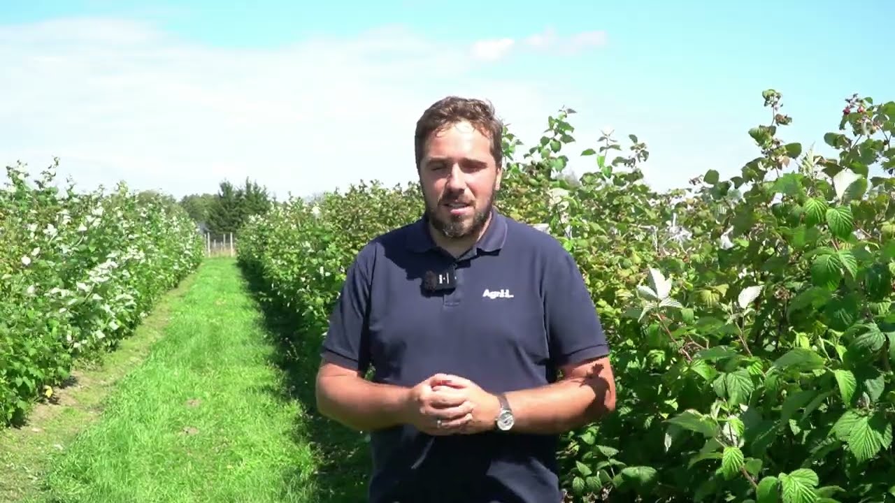 Maliny letnie i jesienne - aktualna sytuacja na plantacjach, 9.08.2025