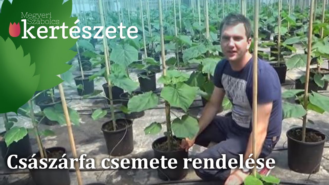 Cs&aacute;sz&aacute;rfa csemete rendel&eacute;se - Cs&aacute;sz&aacute;rfa csemete v&aacute;s&aacute;rl&aacute;s