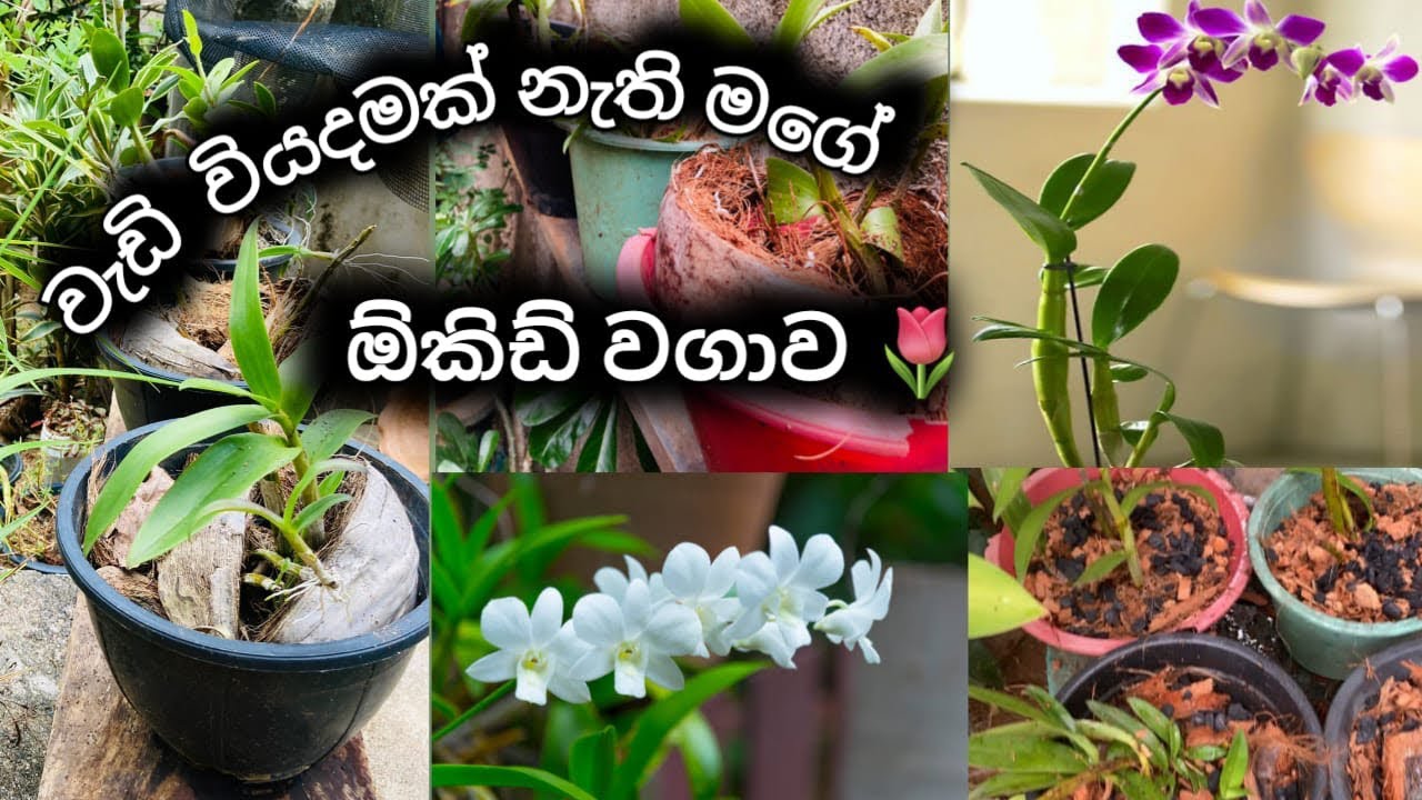 වැඩි වියදමක් නැති ඕකිඩ් වගාව 🌷/ How to grow orchids / @BuddhisStory / #buddhi