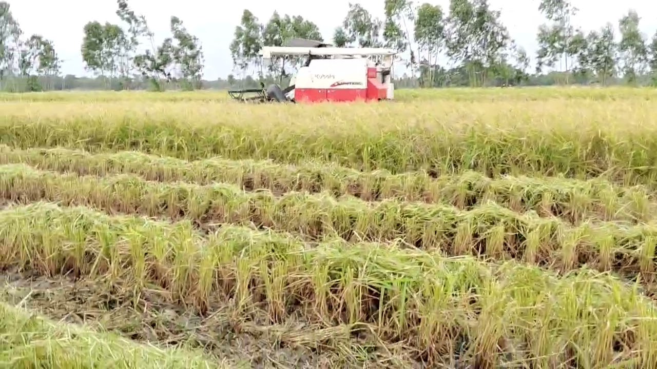 Kubota 68 G Rice Speed Cutting 
