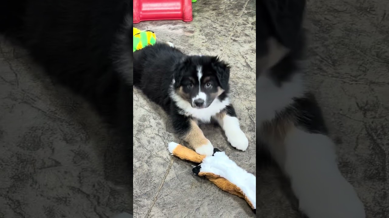 Our new addition
