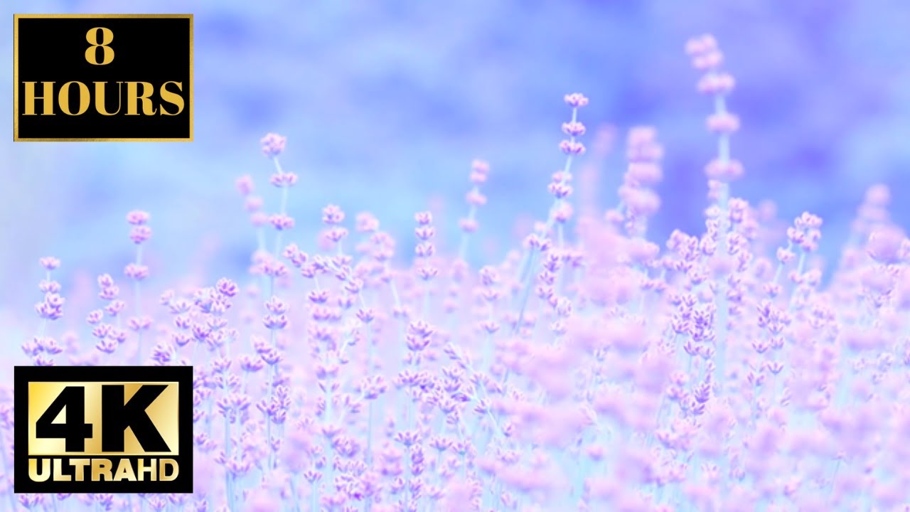 Beautiful Pink Purple Lavender Wallpaper Screensaver Background With Relaxing Nature Music 4K 8 HOUR