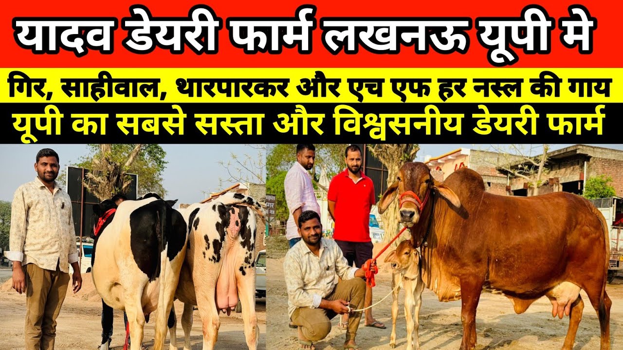 😱🐄 यूपी के यादव डेयरी फार्म पर सुन्दर व दुधारू गाय का बेहतरीन लाट उपलब्ध || yadav dairy farm lucknow