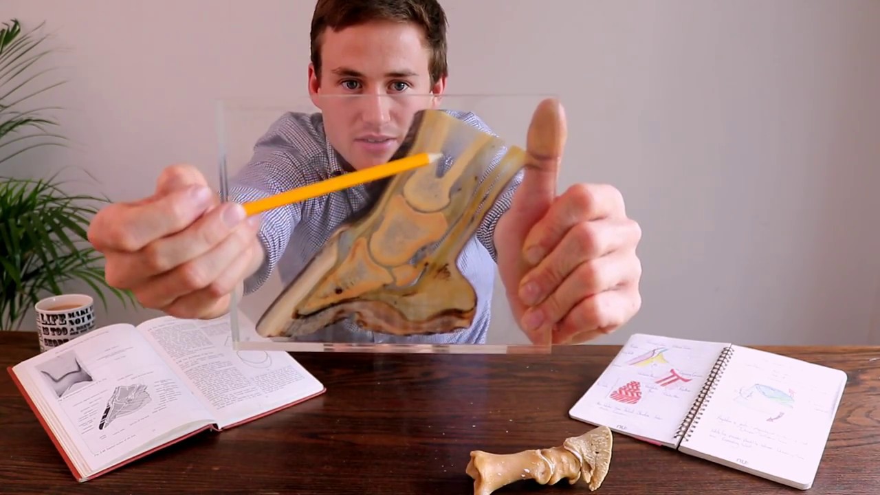 WHATS INSIDE A HORSE'S HOOF - BASIC HOOF ANATOMY