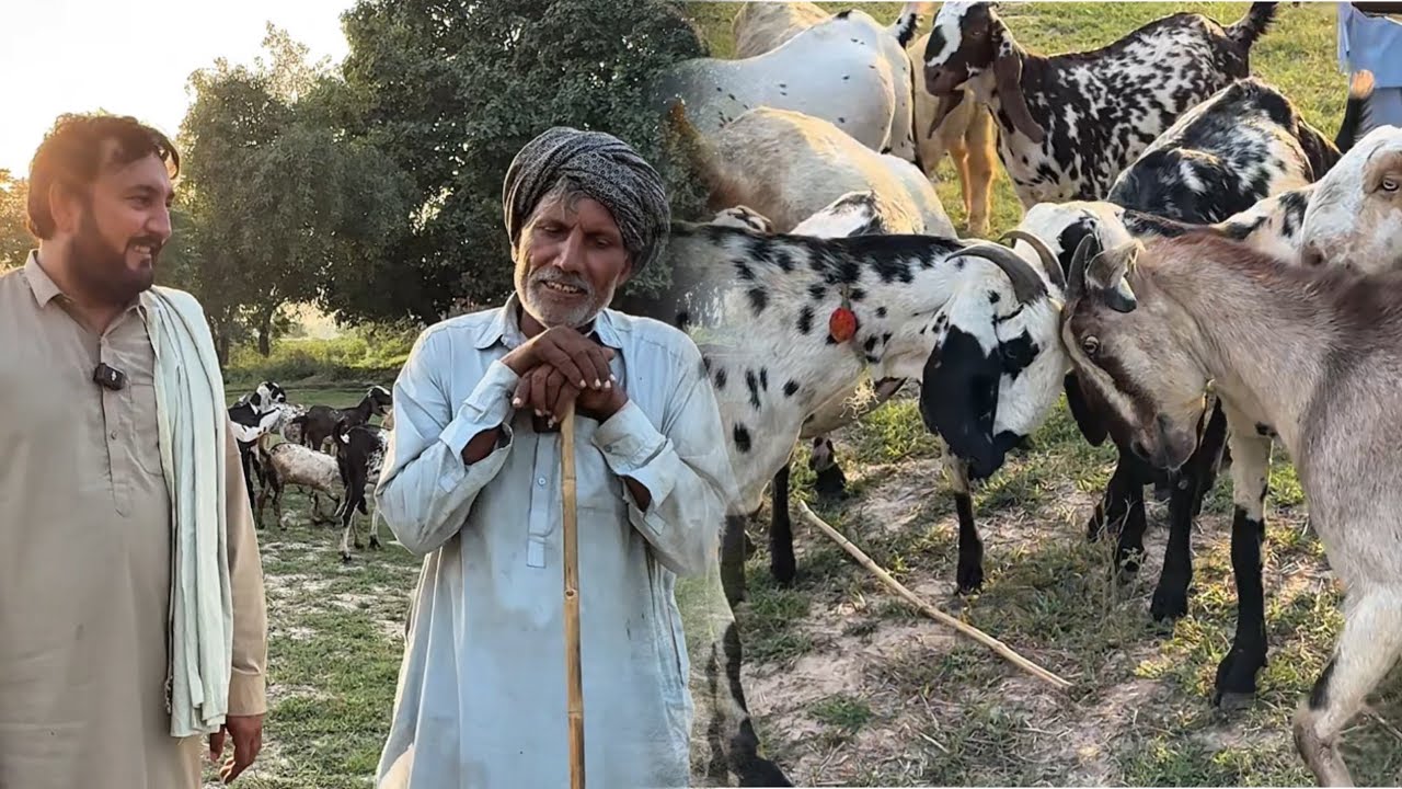 Bakrian charaan waly cheru ty khoji nal gal bat | Goat farming old method | Anjum Saroya