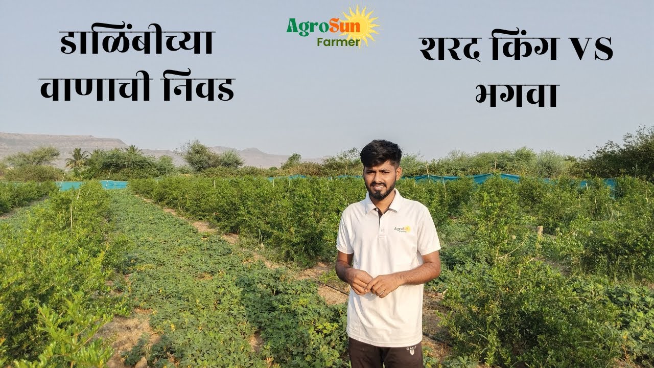 डाळिंबीच्या वाणाची निवड ! शरद किंग VS भगवा | AgroSun Farmer |