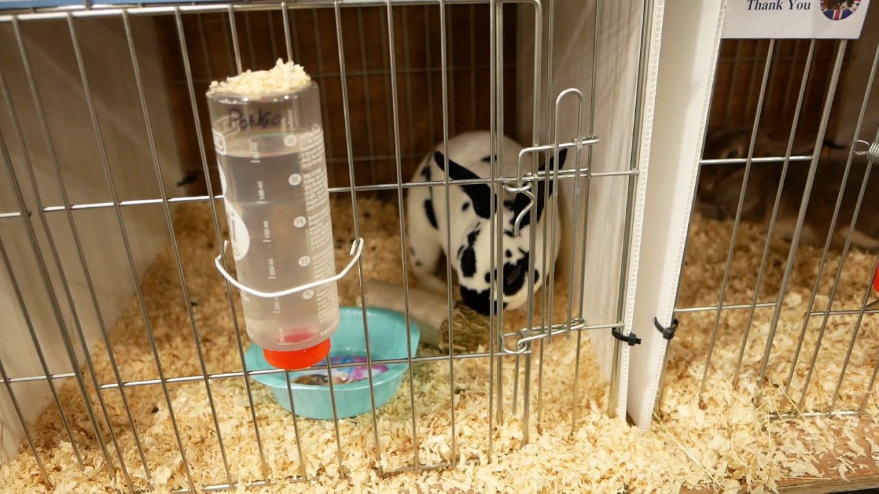 Bradford Small Animal Show 2017