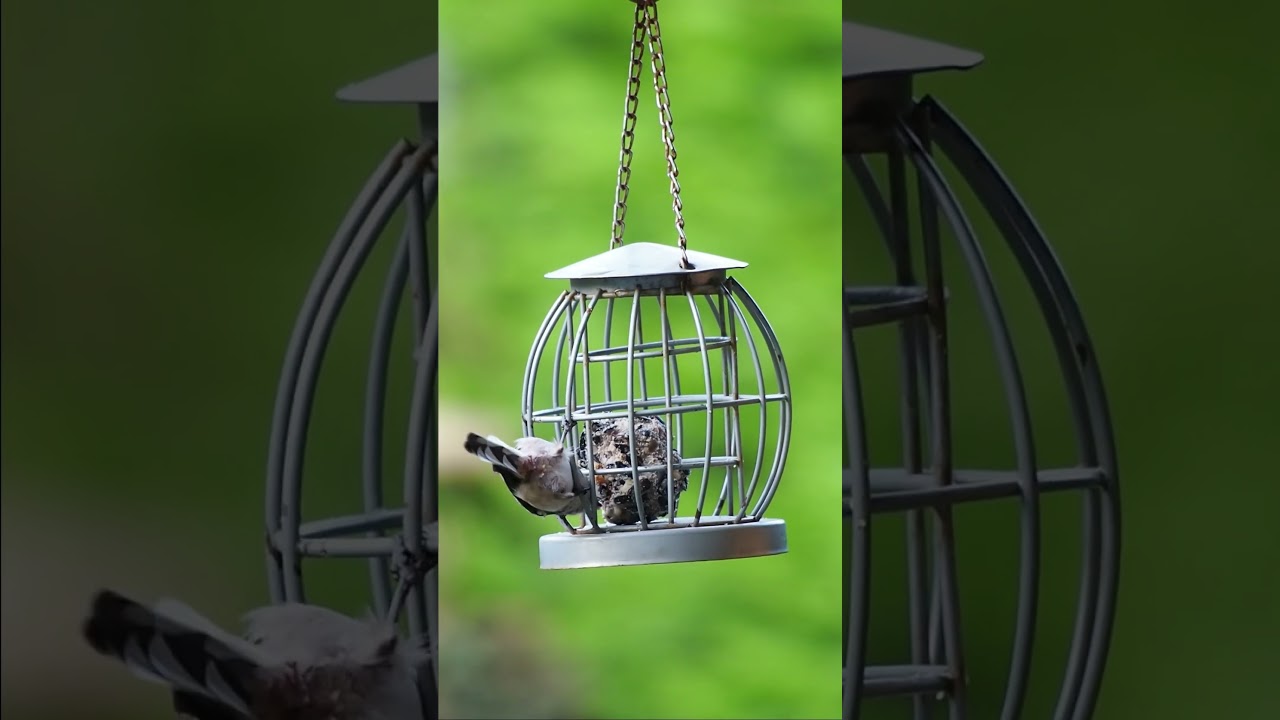 A closer look at the sweet Long-tailed Tit #ukbirds #ukwinter