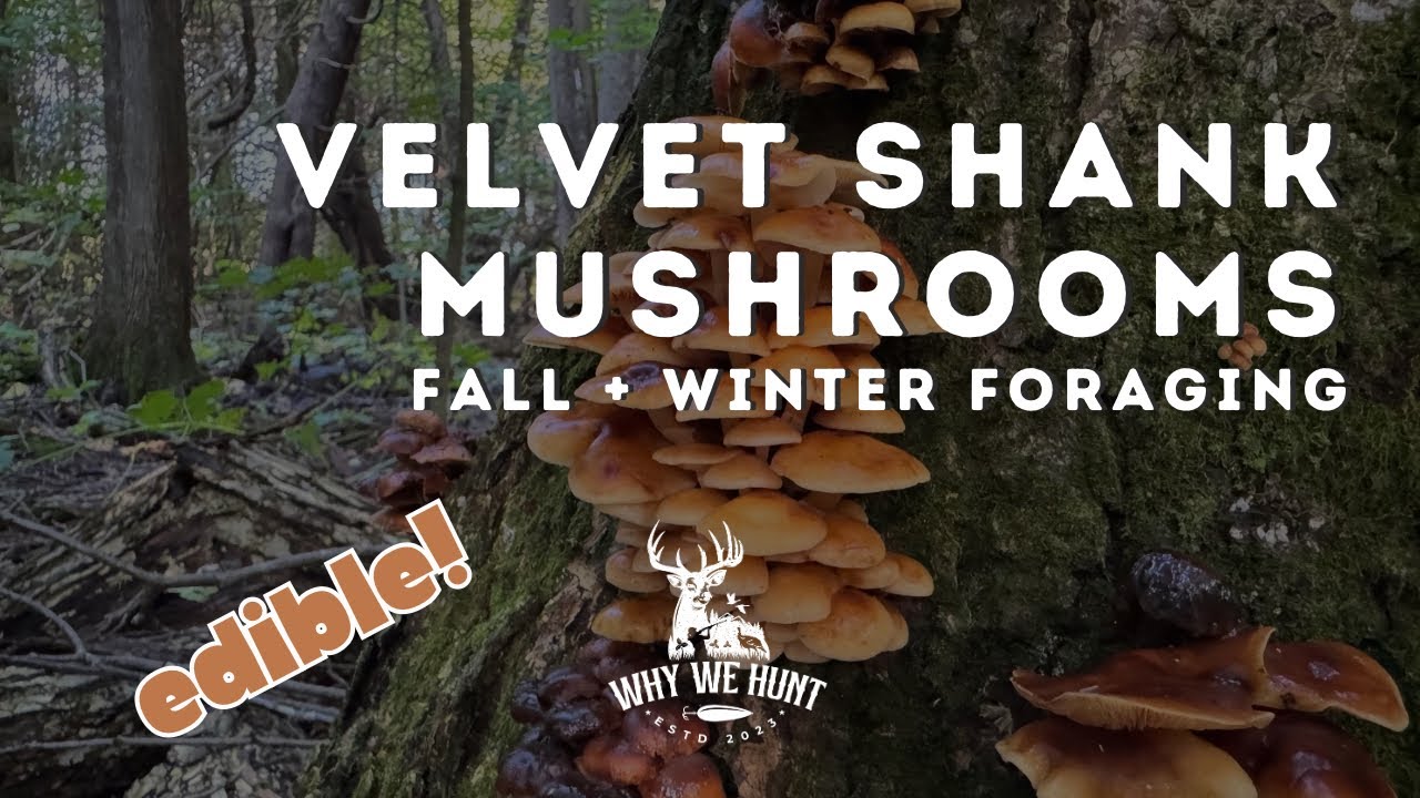 Finding + Identifying Velvet Shank Mushrooms | Why We Hunt