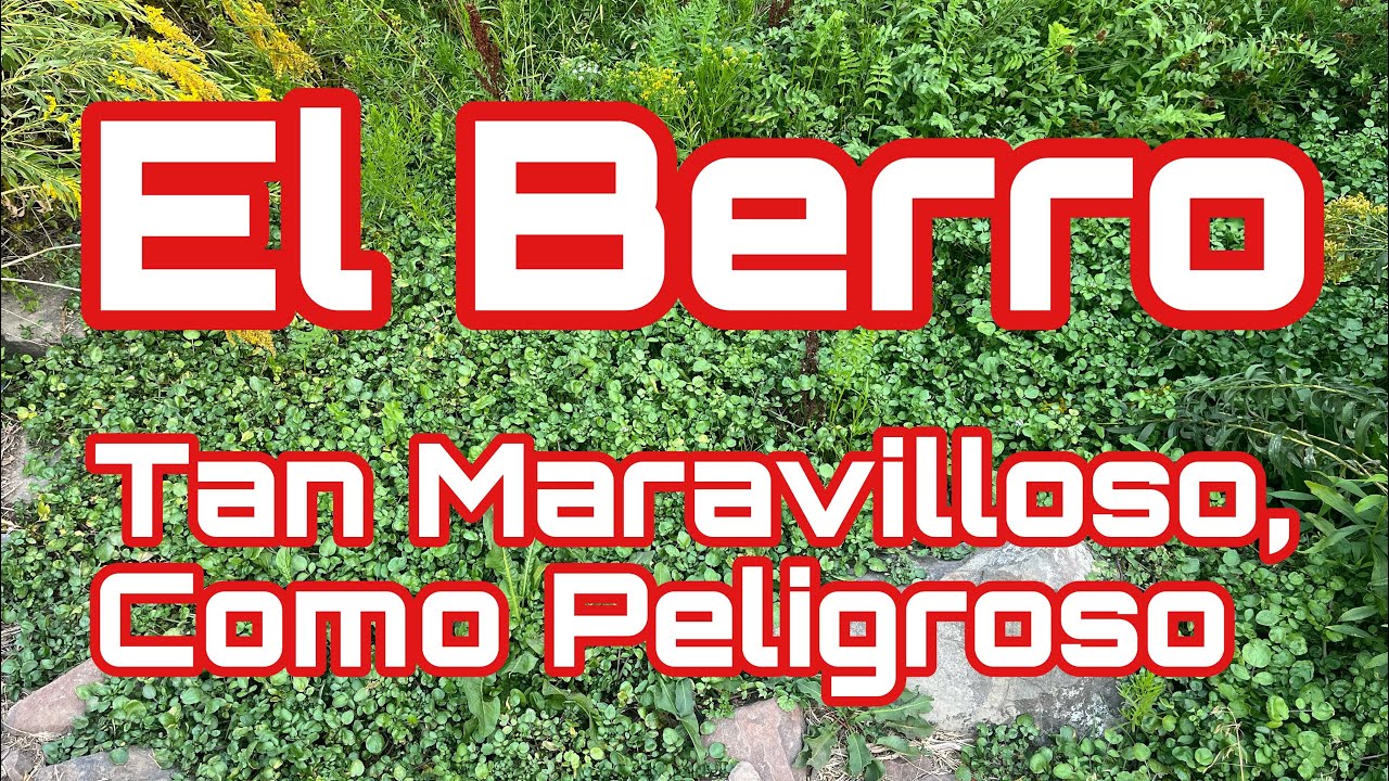 El Berro; Tan Maravilloso, Como Peligroso 