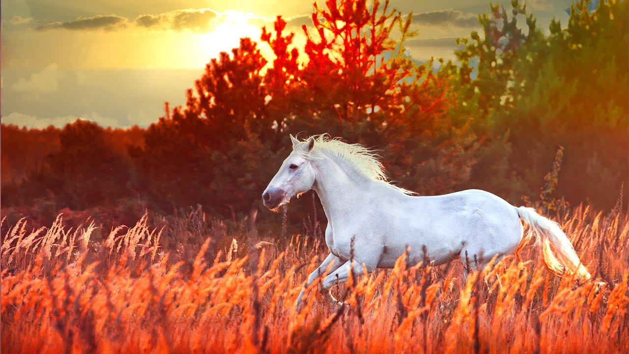 Beautiful Horse Videos for Horse Lovers | With Guitar Music