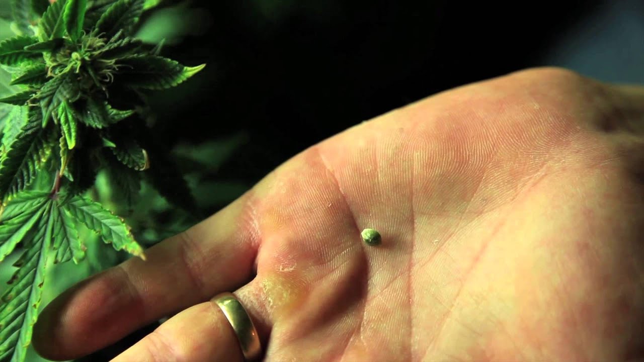 Grow Cannabis &ndash; Seed in Plant  &ndash; by Jorge Cervantes