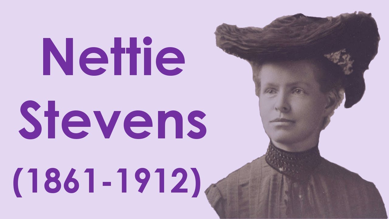 Nettie Stevens - la découverte des chromosomes sexuels - Mini-bio#26