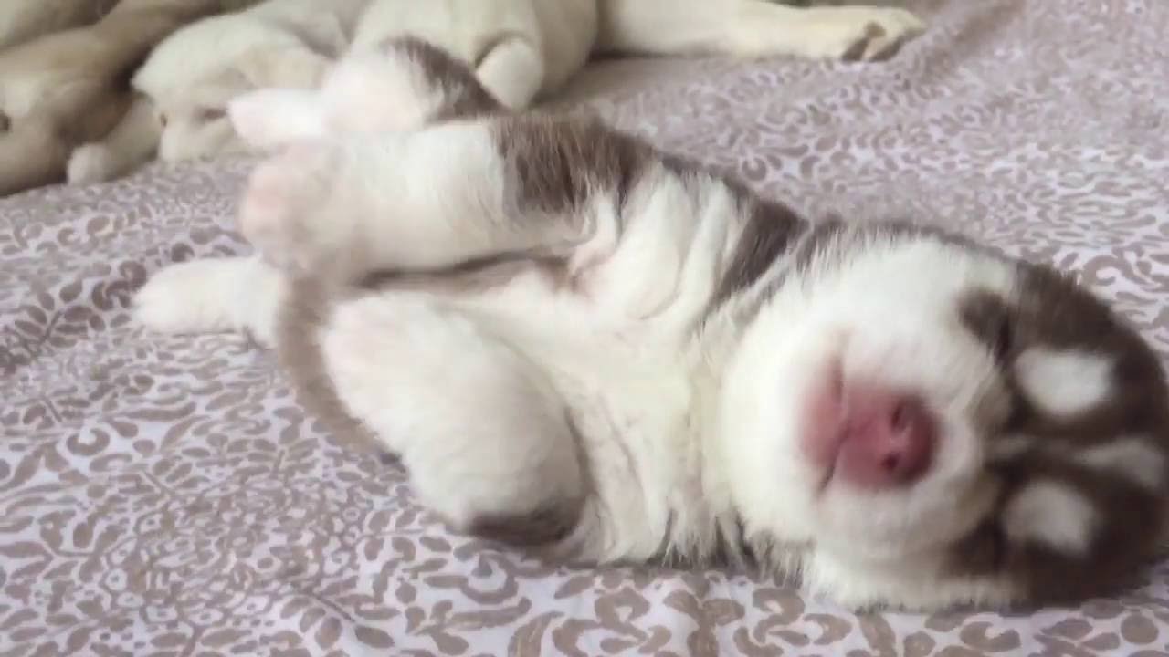When your husky puppies are 2 weeks old only