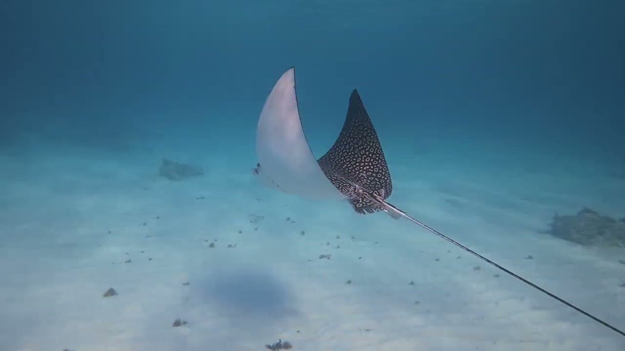 Biggest Eagle Ray I've Seen