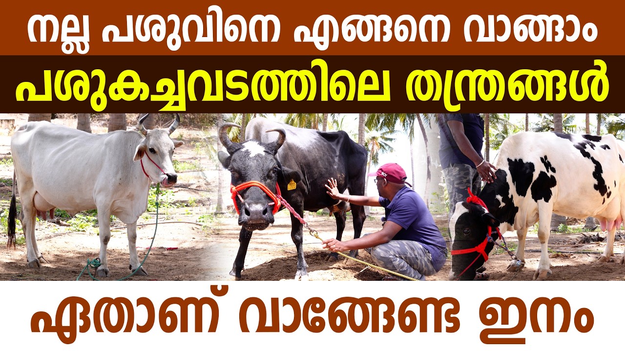 പശുവിനെ വാങ്ങാൻ ഉദ്ദേശ്ശിക്കുന്നുണ്ടെങ്കിൽ ഇതറിയണം I Dairy Farming Malayalam I