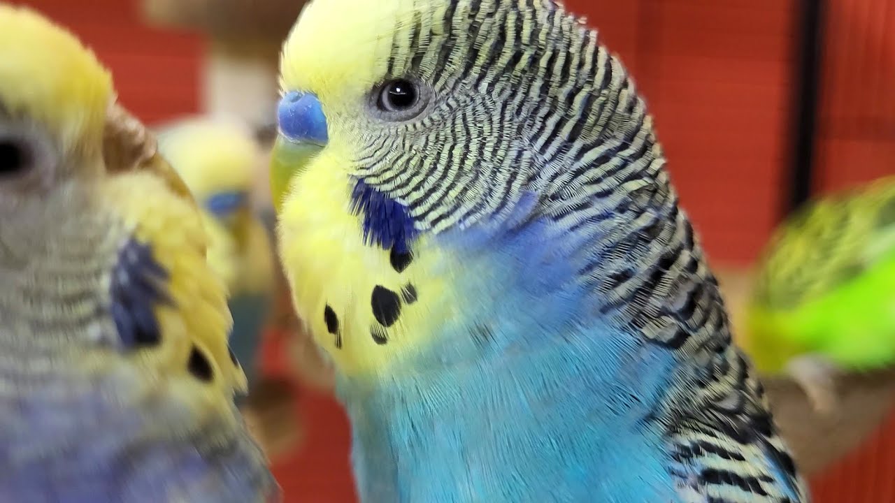 7 hours of budgie sounds for lonely birds