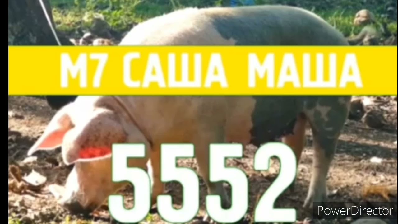 Реклама NIKITA, INFON, IMMO