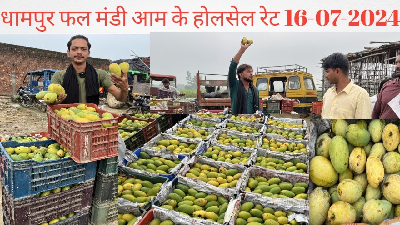 धामपुर फल मंडी || आम के ताजा भाव || चौसा आम 20 रूपए किलो एक नंबर चौसा आम 500 की किरेट 2024