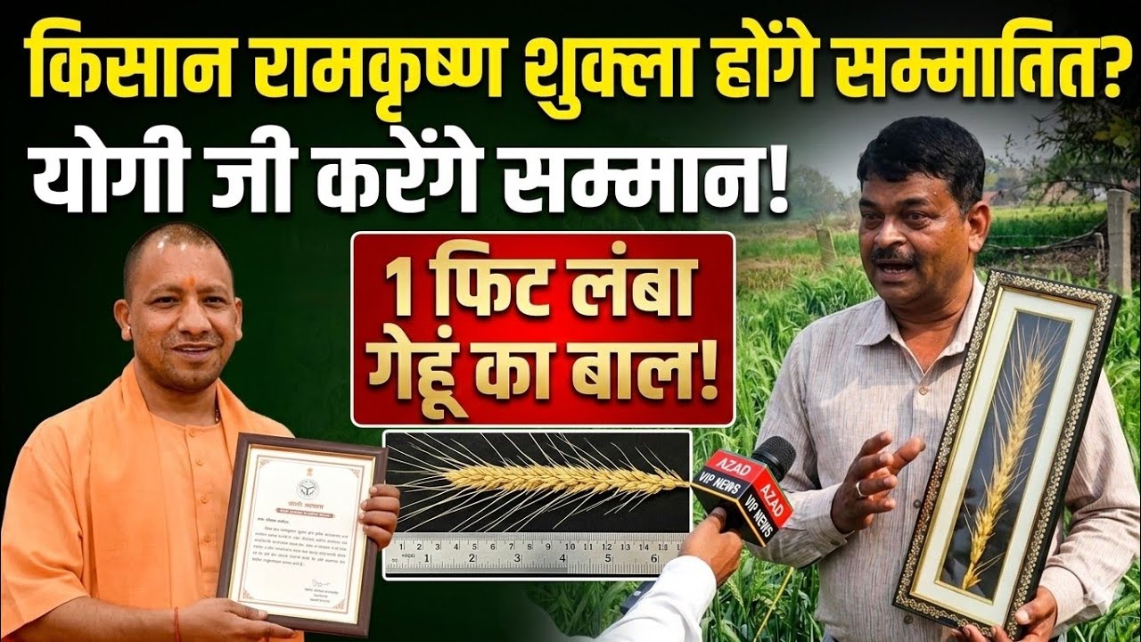 Jaunpur में रामकृष्ण शुक्ला के खेत में 1फिट लंबा गेहूं का बाल!