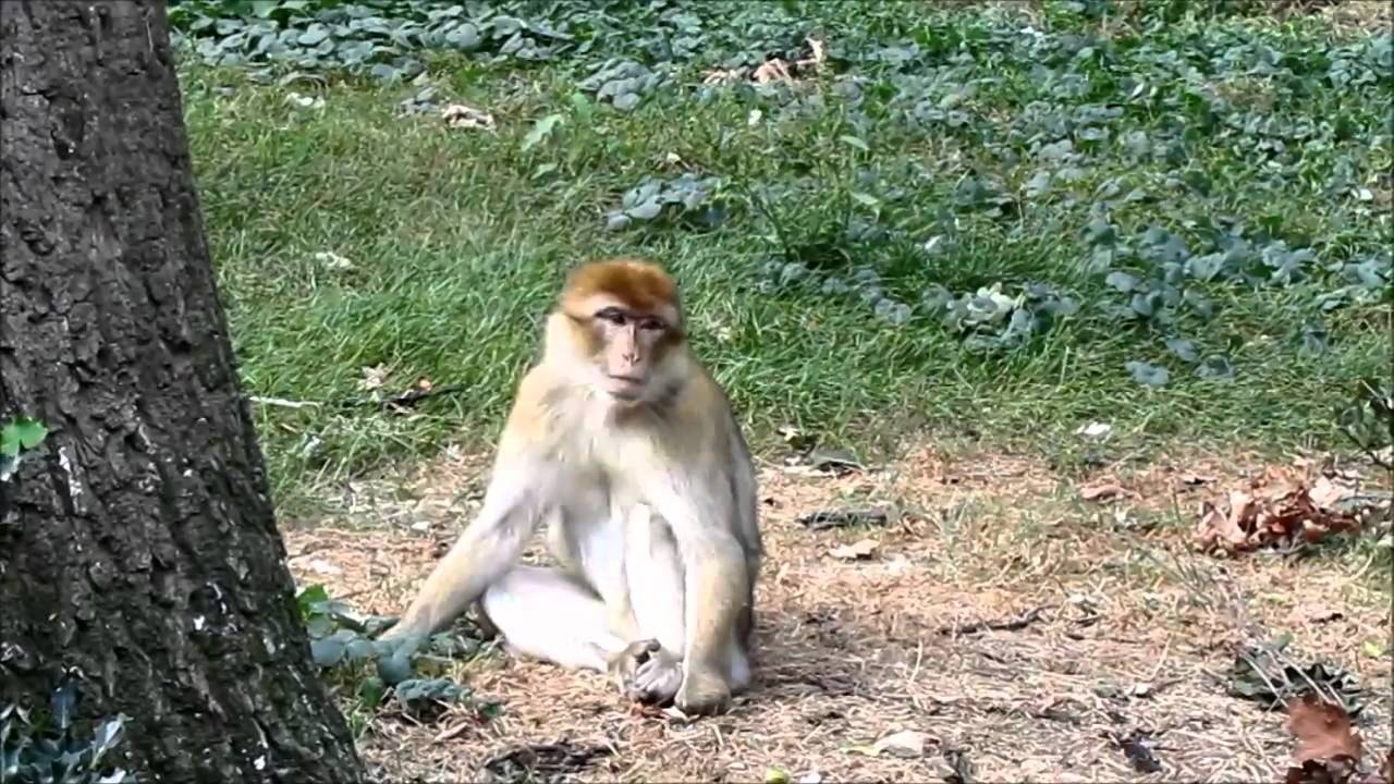 Naturzoo Rheine