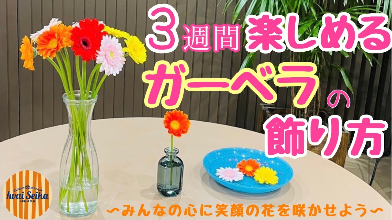 【ガーベラ】水は５cm🌼３週間楽しめる飾り方