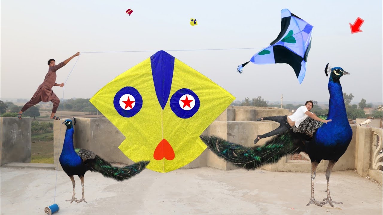 Kite With Nasir Peacock Catch Abubakar | Kite