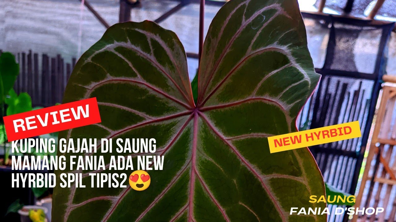 Kuy Ada New Hyrbid Anthurium Terbaru Di Saung Fania D'Shop 🔥