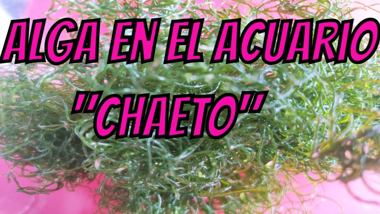 Alga 