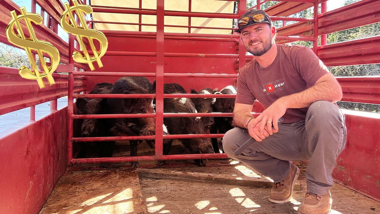 TRAPPING Wild Hogs To SELL For MONEY {PRICE BREAKDOWN}