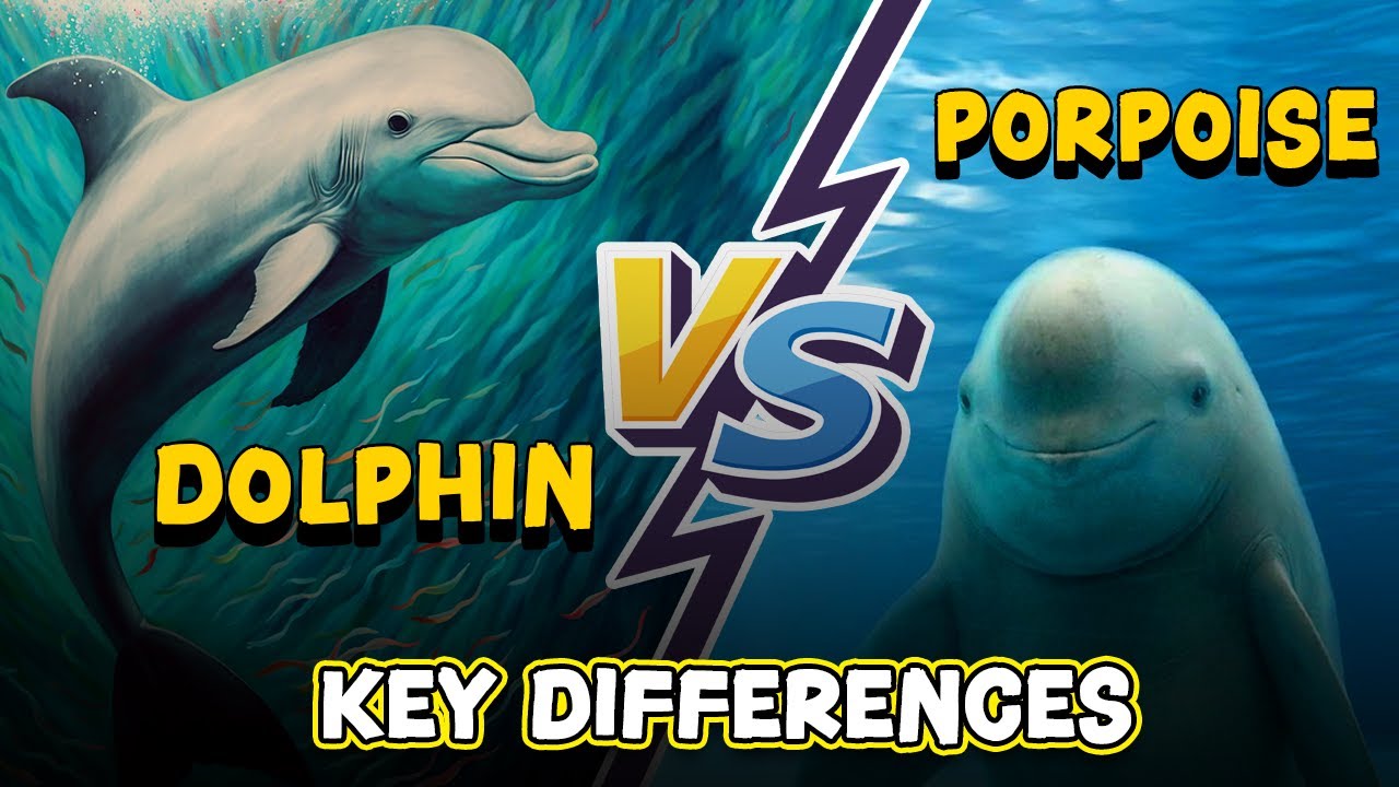 From Flippers to Blowholes: Exploring the Unique Traits of Dolphins and Porpoises