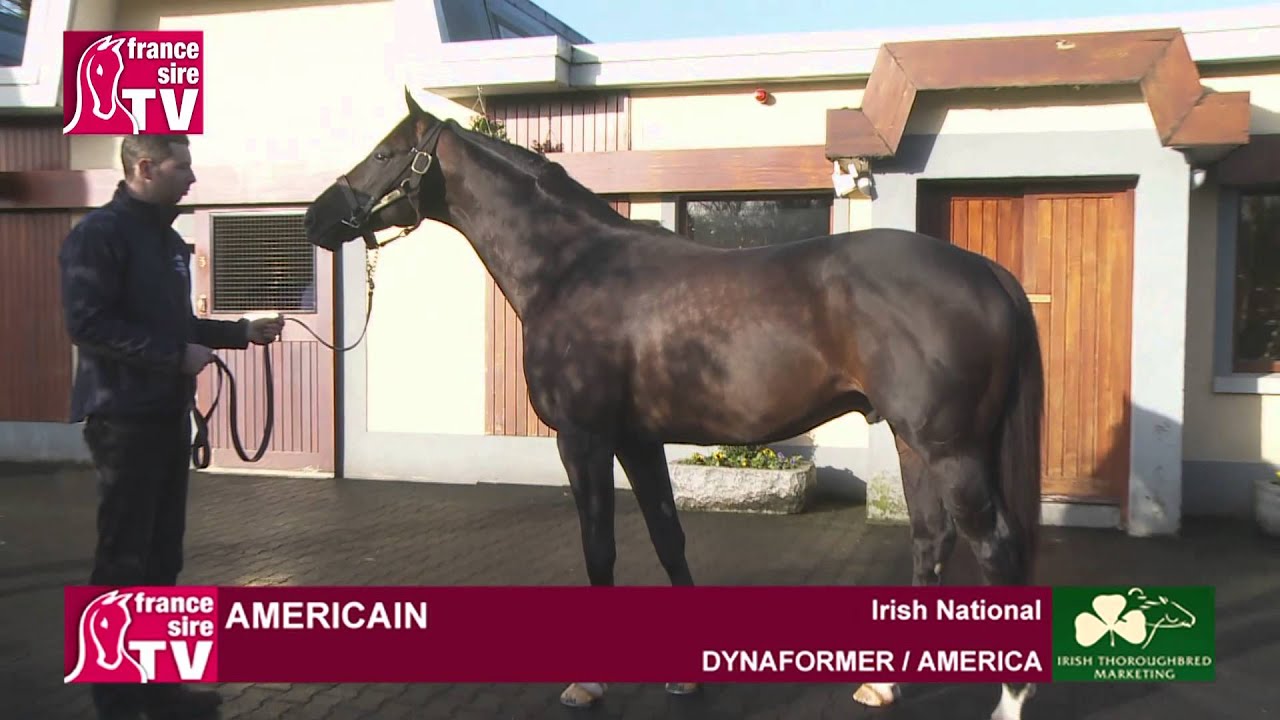 Americain, stallion standing at the Irish National Stud - Irish Stallion Trail 2015