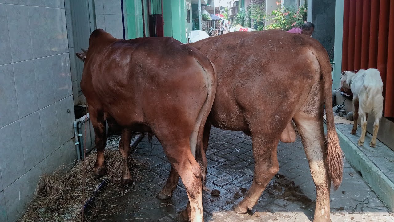 HEWAN QURBAN MUSHOLLA AL-IKHLAS SURABAYA 2025 DATANG PUKUL 09:30 WIB.