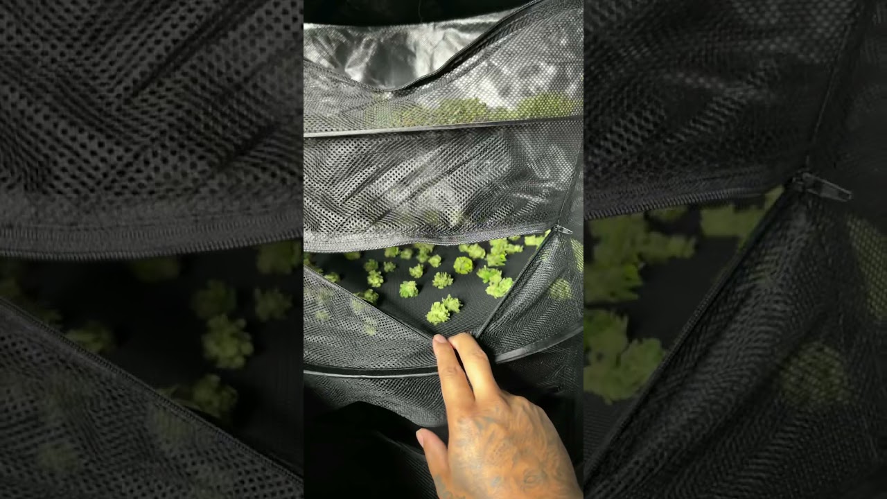 MY FIRST AUTOFLOWERS HARVEST FROM THE 4X4 GROW TENT