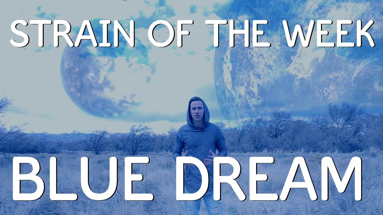 Blue Dream - Strain of the Week by Cali Xpress
