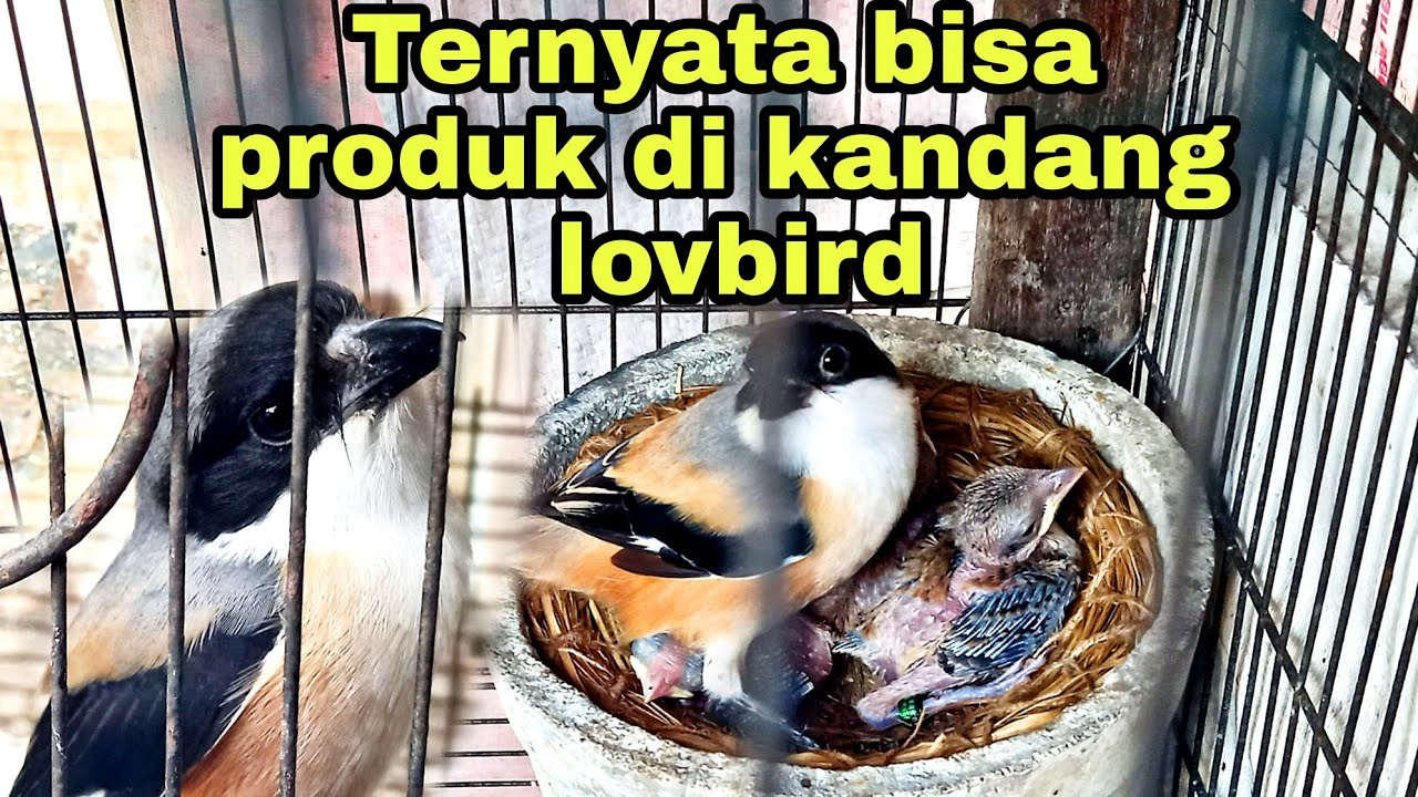 TERNAK CENDET DI KANDANG LOVBIRD ! HASILKAN CENDET ISTIMEWA