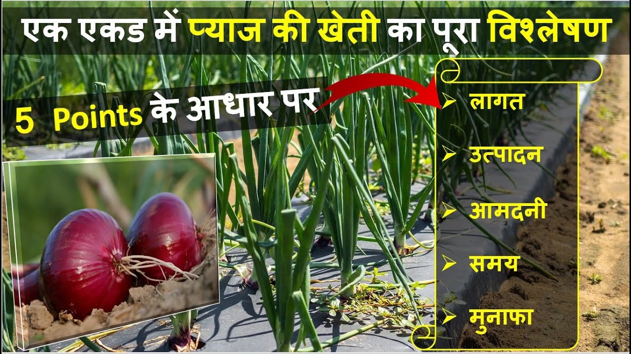 एक एकड़ प्याज की खेती में लागत, उत्पादन, आमदनी और प्रॉफिट की पूरी जानकारी | Onion Farming In India
