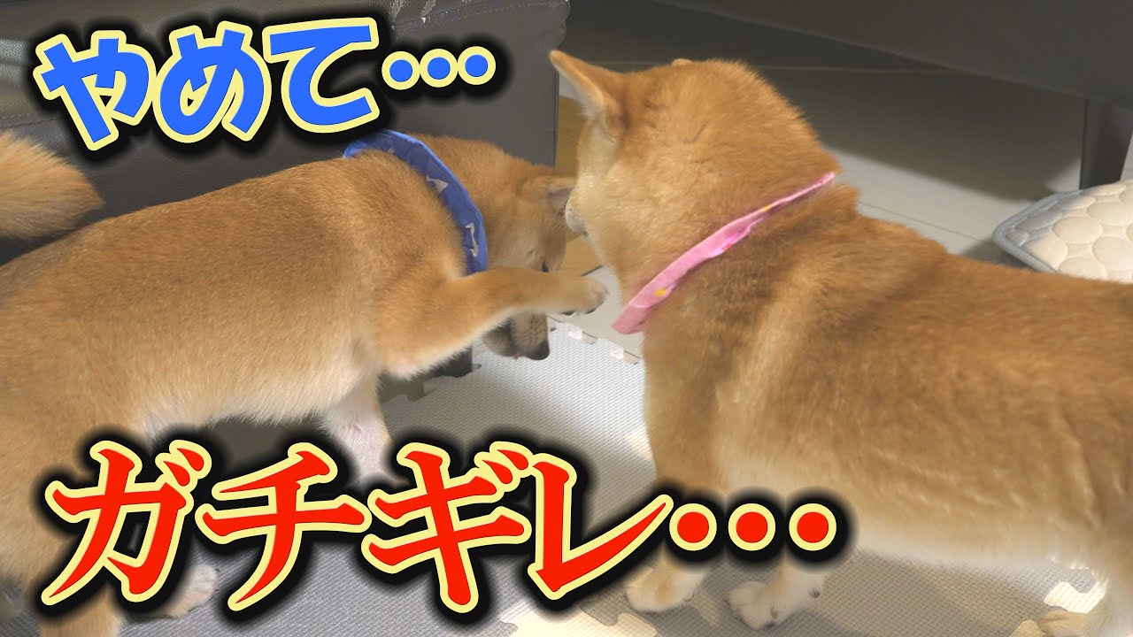 子犬が、姉柴犬の頭にマウンティングしたら、こうなりました・・・
