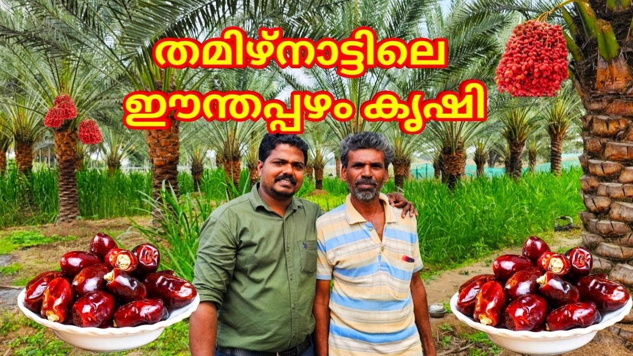 തമിഴ്നാട്ടിലെ ഈന്തപ്പഴം കൃഷി